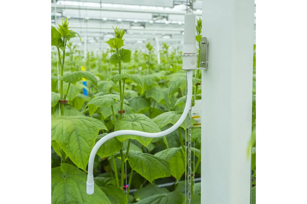 IR Plant Temperature Sensor