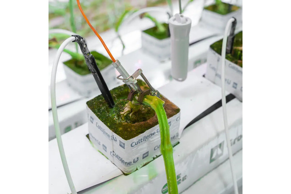 Stem Diameter Sensor Kit